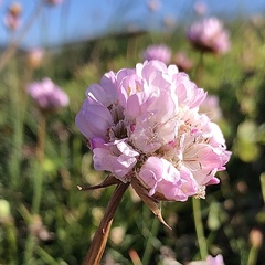 Armeria welwitschii