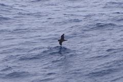 Procellaria