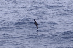 Procellaria