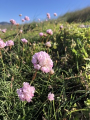 Armeria welwitschii