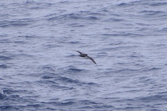 Procellaria