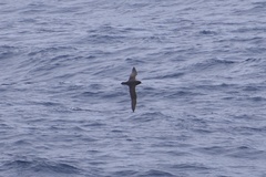 Procellaria
