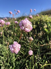Armeria welwitschii