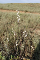 Delphinium rugulosum