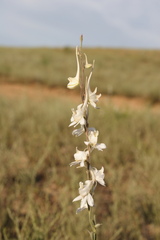 Delphinium rugulosum