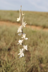 Delphinium rugulosum