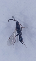 Exallonyx