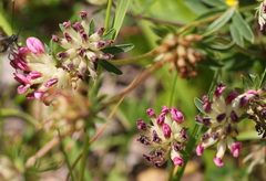 Anthyllis vulneraria rubriflora