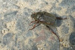Hoplia