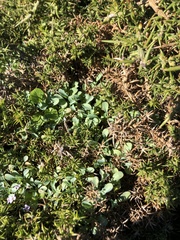 Iberodes kuzinskyana