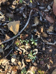 Iberodes kuzinskyana