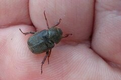 Hoplia