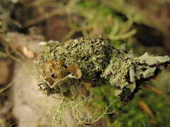 Hypogymnia lophyrea