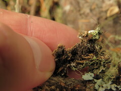 Hypogymnia lophyrea