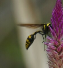 Phimenes flavopictus