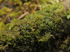 Frullania franciscana