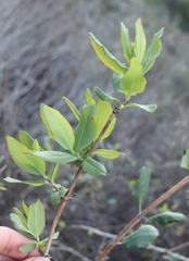 Lonicera subspicata