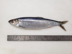 Clupea harengus
