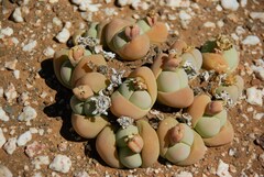 Gibbaeum heathii