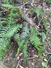 Blechnum australe