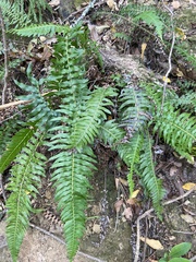 Blechnum australe