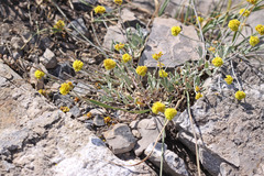 Eriogonum desertorum