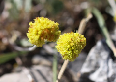 Eriogonum desertorum