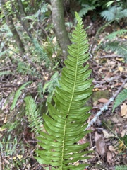 Blechnum australe