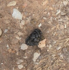 Raphicerus melanotis