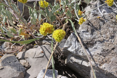 Eriogonum desertorum