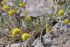 Eriogonum desertorum