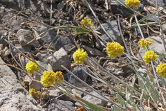 Eriogonum desertorum
