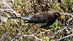 Turdus nigrescens