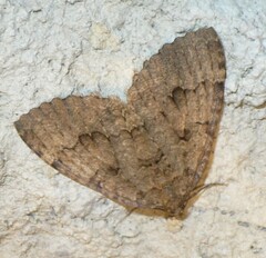 Triphosa dubitata