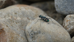 Cosmodela batesi