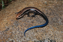 Plestiodon anthracinus