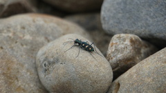 Cosmodela batesi