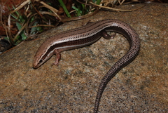 Plestiodon anthracinus