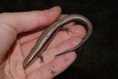 Plestiodon anthracinus