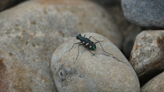 Cosmodela batesi