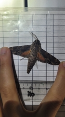 Erinnyis oenotrus