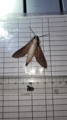 Erinnyis oenotrus
