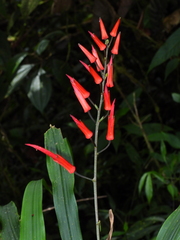 Pitcairnia