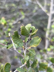 Cercocarpus minutiflorus