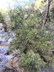 Cupressus forbesii