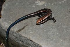 Plestiodon anthracinus