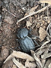 Microschatia inaequalis