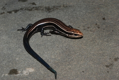 Plestiodon anthracinus