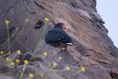 Daptrius megalopterus