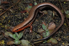 Plestiodon anthracinus